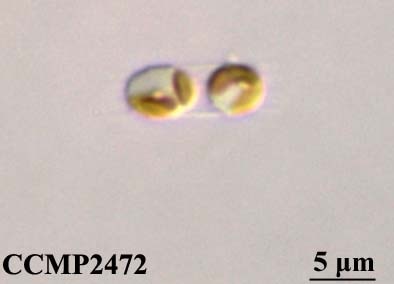 CCMP2472 | NCMA at Bigelow Laboratory